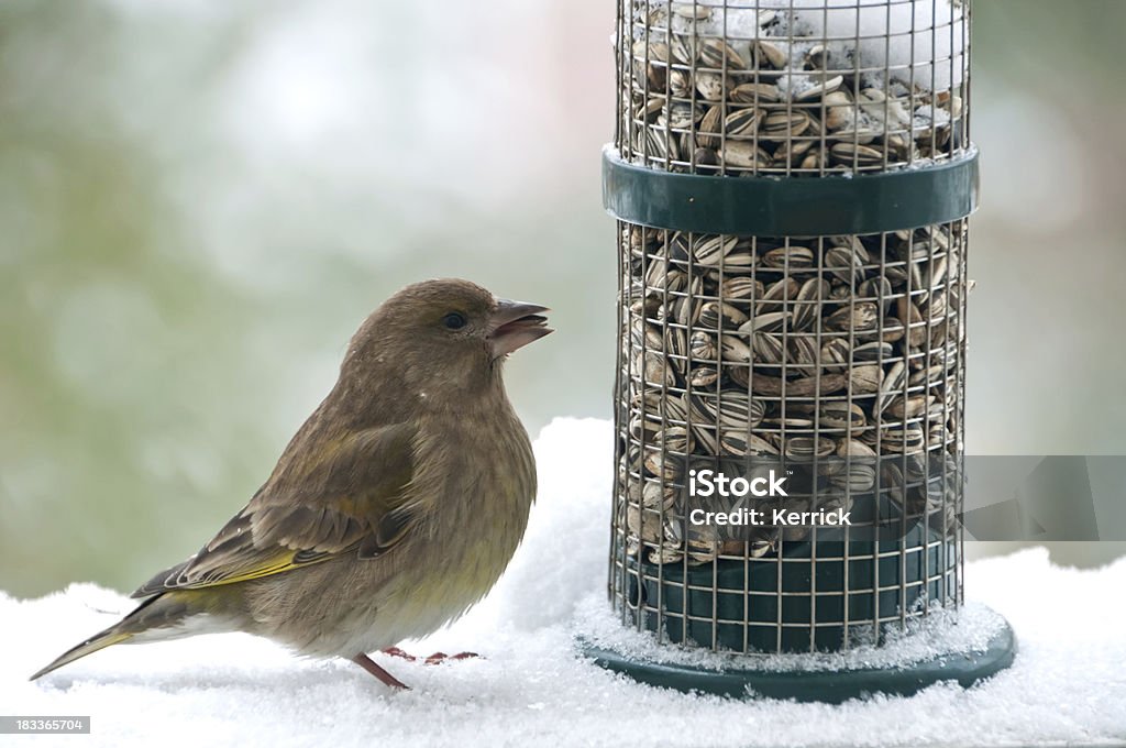 Junge greenfinch at bird feeder - Lizenzfrei Grünfink Stock-Foto