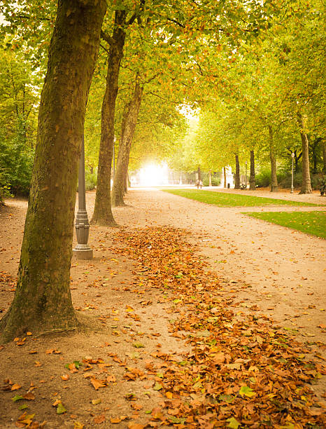 istock Autumn park in november - Light on background 183366066