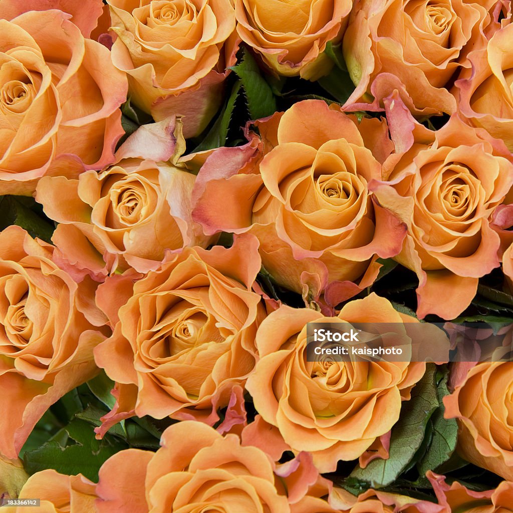 Pomarańczowe róże - Zbiór zdjęć royalty-free (Bez ludzi)