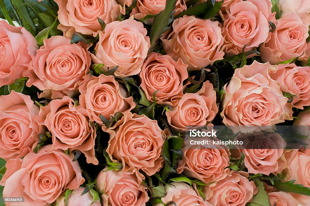 Rosas cor de rosa - Royalty-free Arranjo de flores Foto de stock