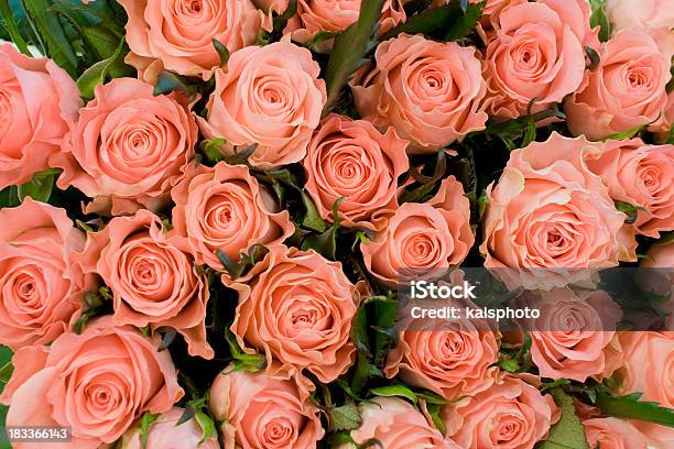 Rosas Cor De Rosa - Fotografias de stock e mais imagens de Arranjo de flores - Arranjo de flores, Bed Of Roses (expressão inglesa), Bouquet