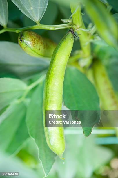 Foto de Broadbeans Crescendo Ao Ar Livre e mais fotos de stock de Alimentação Saudável - Alimentação Saudável, Comida e bebida, Crescimento