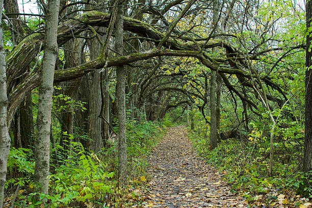 camino en el bosque de otoño, posología naranja, dayton, ohio - orange ohio fotografías e imágenes de stock
