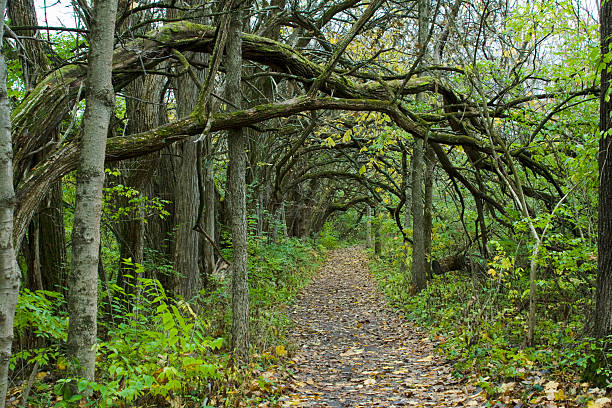 Path In The Autumn Woods, Osage Orange, Dayton, Ohio "A Path In The Autumn Woods. Osage Orange tree tunnel in late autumn at Sugarcreek Metropark, Bellbrook, Dayton, Ohio, USA.See more of my" maclura pomifera stock pictures, royalty-free photos & images