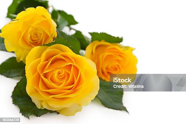 Photo libre de droit de Roses Jaunes banque d'images et plus d'images libres de droit de Jaune - Jaune, Rose - Fleur, En botte ou en grappe