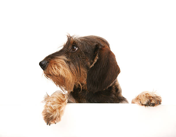 cable dachshund de pelo mirando lejos en espacio de copia - dachshund dog reliability animal fotografías e imágenes de stock