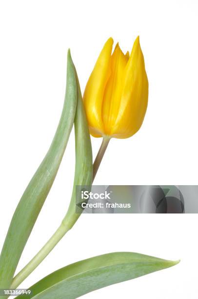 Tulipán Foto de stock y más banco de imágenes de Aire libre - Aire libre, Amarillo - Color, Campo - Tierra cultivada