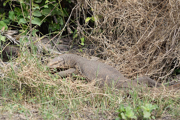 istock Indian monitor lizard  Varanus bengalensis 183366991