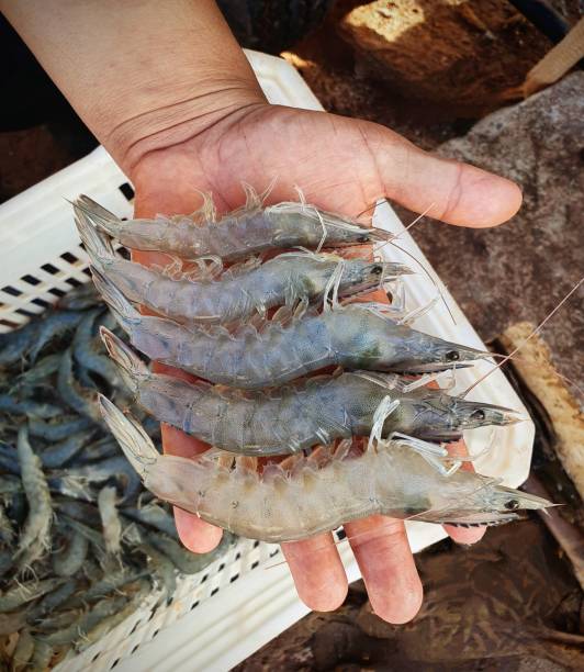 istock White leg shrimp - Litopenaeus vannamei 1833674160