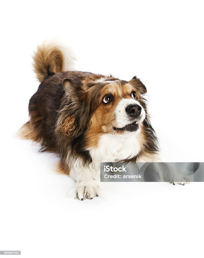 犬を見上げる - Foto stock royalty-free di Cane