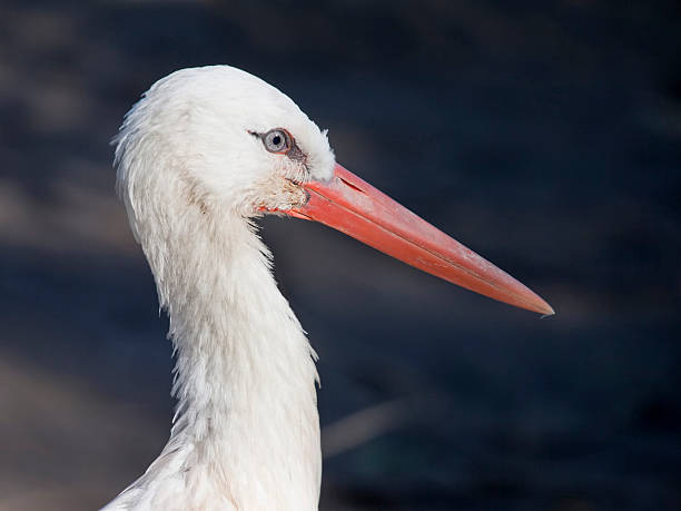 istock Close-up of white stork, in profile 183367510