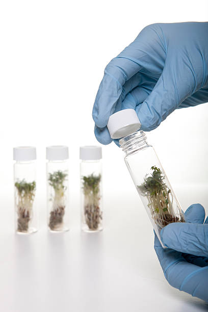 istock Food scientist busy with genetic modification. 183367620