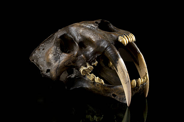 剣歯タイガースカルの化石 - animal teeth animal skull extinct animal bone ストックフォトと画像