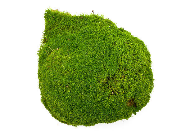 Moss stock photo