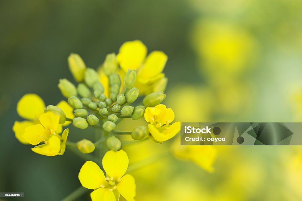 Bud Canola - Foto de stock de Canola royalty-free