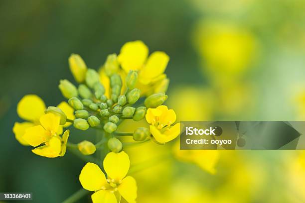 Foto de Bud Canola e mais fotos de stock de Canola - Canola, Colheita, Agricultura