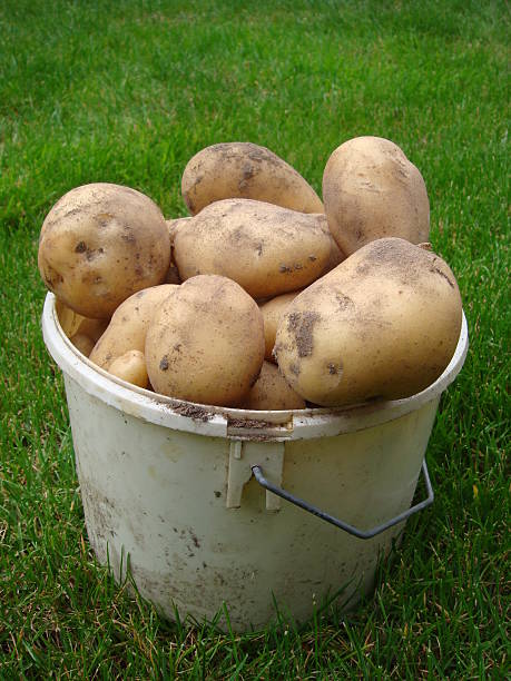 fresh potatoes with some soil in a bucket - fsachs78 stockfoto's en -beelden