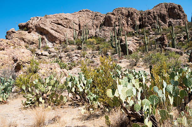 istock Various cacti near Phoenix, Arizona 183368519