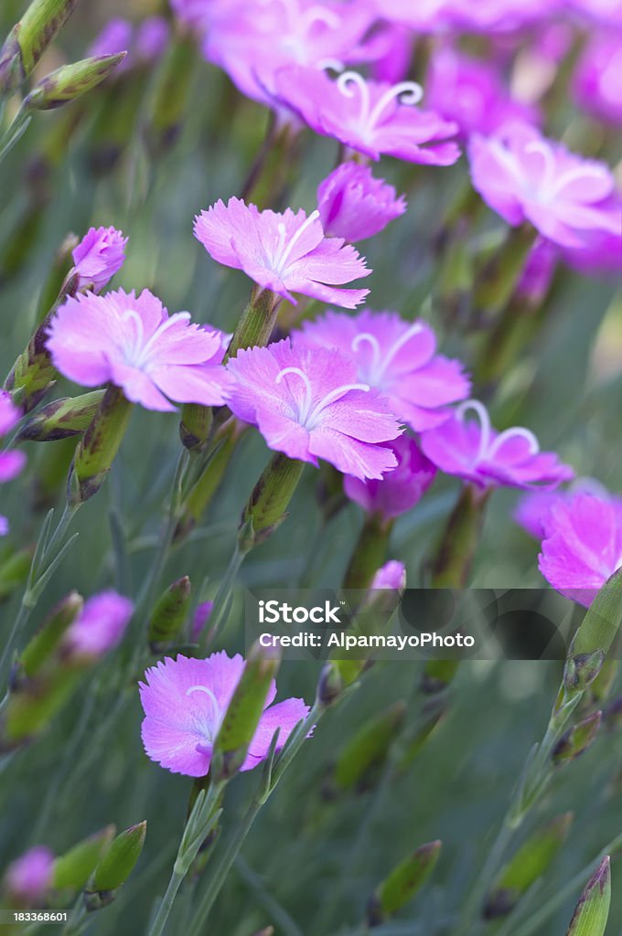 Dianthus 'Blue Hills' cultivar - I  Awe Stock Photo