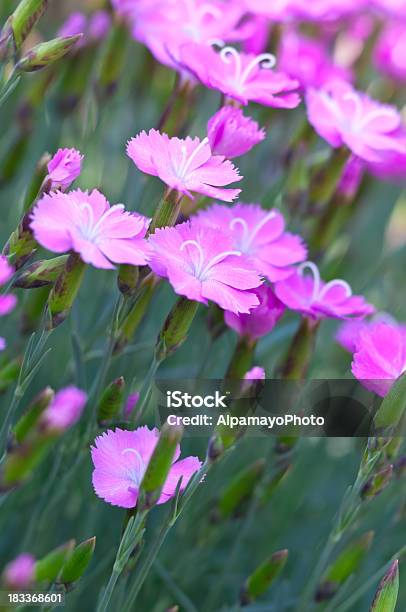 Dianthus Blue Hills Cultivar I Stock Photo - Download Image Now - Awe, Backgrounds, Beauty In Nature