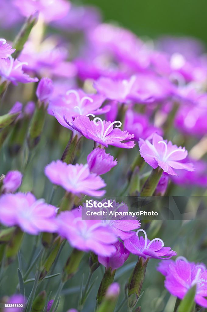 Dianthus 'Blue Hills' cultivar - II  Awe Stock Photo
