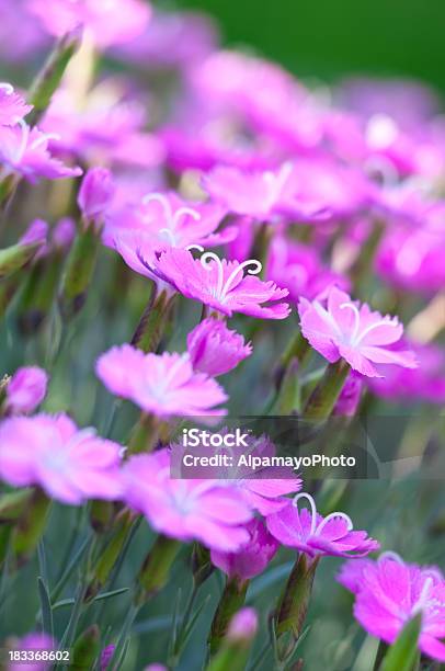 Dianthus Blue Hills Cultivar Ii Stock Photo - Download Image Now - Awe, Backgrounds, Beauty In Nature