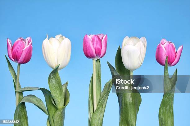 Linha De Túlipas - Fotografias de stock e mais imagens de Abril - Abril, Azul, Beleza