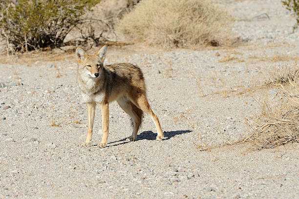 istock Curious Coyote in the wild 183368861