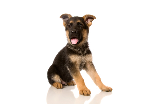 A beautiful eight week old German Shepherd Pup isolated on white.
