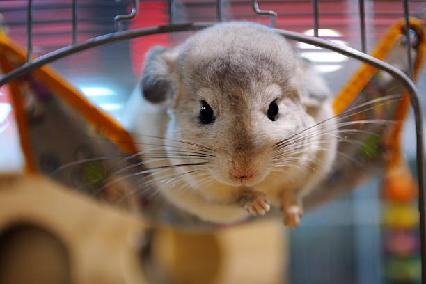 Cute Pet Chinchilla - XLarge Cut Pet Chinchilla cage photos stock pictures, royalty-free photos & images