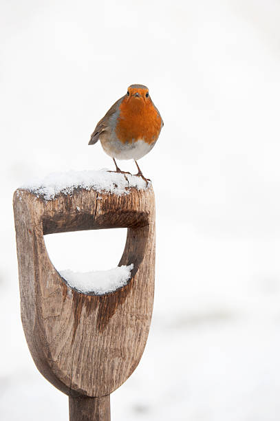 istock Robin in snow perching on a garden spade 183369170
