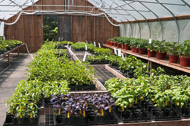 istock Flats of Basil 183369634
