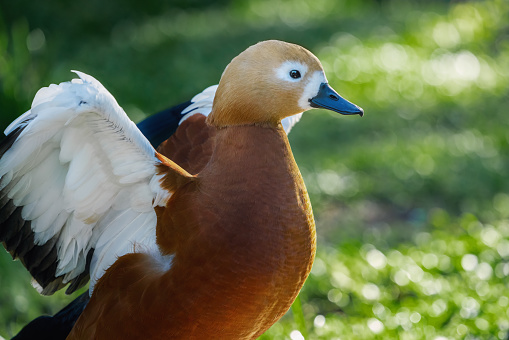 Ruddy Shelduck (Tadorna ferruginea) - Orange-brown Duck with open wings