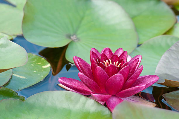 istock Hardy Waterlily 'Almost Black' - II 183370137