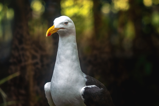 Kelp Gull (Larus dominicanus) - Seagull