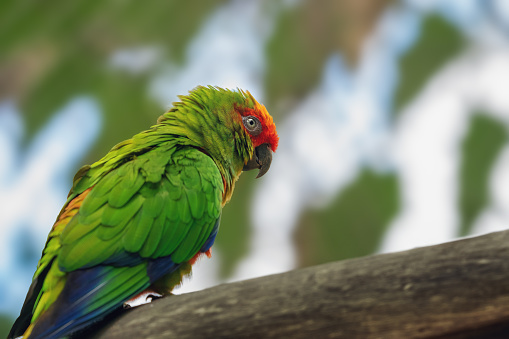 Golden-capped parakeet bird (Aratinga auricapillus)