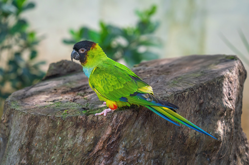 Black-headed parrot, Pionites melanocephalus, Venezuela