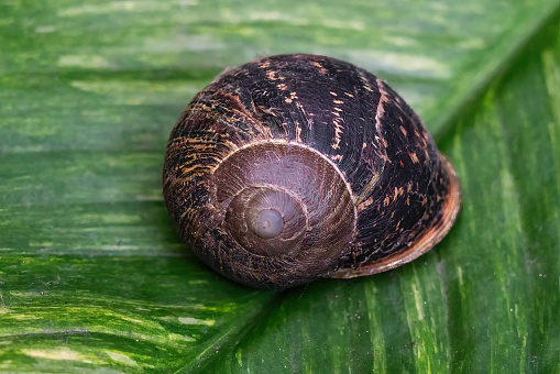Asian Tramp Snail Shell (Bradybaena similaris)