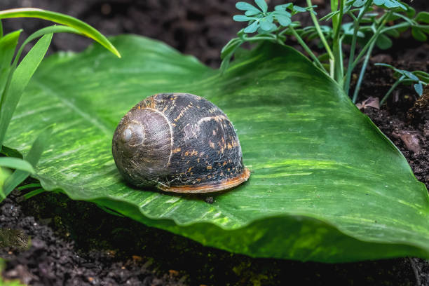 concha de caracol vagabundo asiático (bradybaena similaris) - snail environmental conservation garden snail mollusk fotografías e imágenes de stock