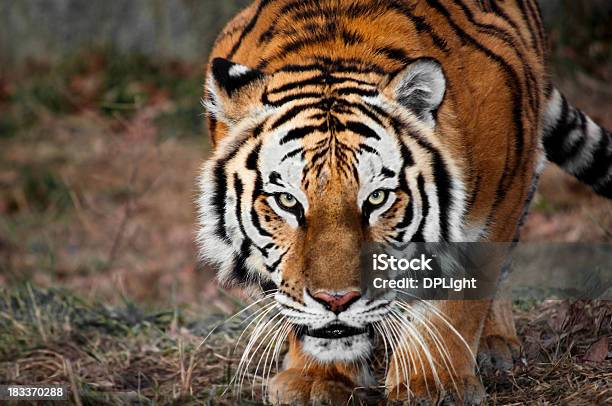 Foto de Crouching Tiger Cercando O Seu Jantar e mais fotos de stock de Tigre - Tigre, Animais caçando, Animal