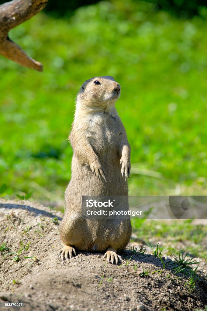 groundhog - Foto de stock de Animal royalty-free