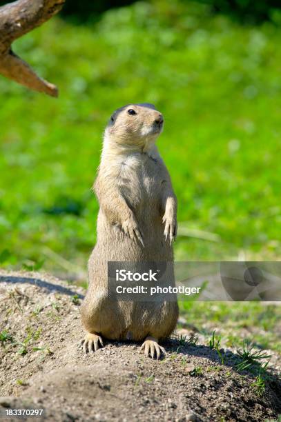 Foto de Groundhog e mais fotos de stock de Animal - Animal, Destino turístico, Exterior