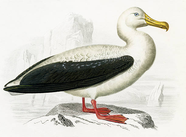 albatross "Charles d'Orbigny's 'Dictionanaire Universal d'Histoire Naturelle' 1839-1849. Steel engraving. Original hand coloring. professional high resolution scan with superb details, 1200 dpi, rich colors and contrast." wandering albatross photos stock pictures, royalty-free photos & images