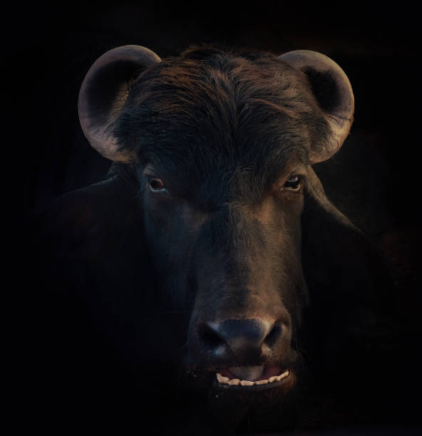 istock Murrah Buffalo Head - Water Buffalo (Bubalus bubalis) 1833707675