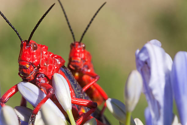 dwa czerwone locusts na kwiat - locust two animals insect pest zdjęcia i obrazy z banku zdjęć