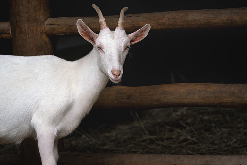white goat sticks its head out of its wooden barn