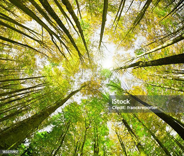 Rodeada Por Alto Árvore Primavera Temporada - Fotografias de stock e mais imagens de Alto - Descrição Física - Alto - Descrição Física, Amarelo, Antigo