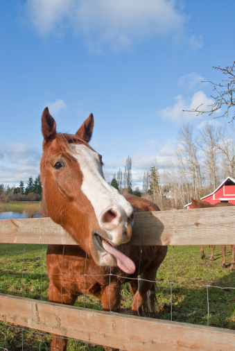 This horse was photographed in a farm pasture in Edgewood, Washington State, USA.