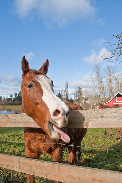 Horse With Tongue Sticking Out This horse was photographed in a farm pasture in Edgewood, Washington State, USA. jeff goulden puyallup washington stock pictures, royalty-free photos & images