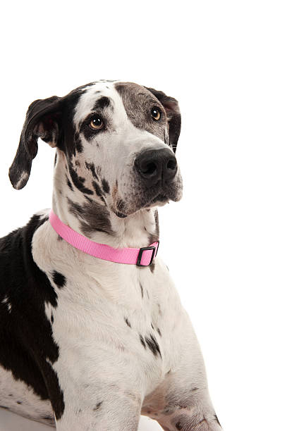 istock Portrait of Great dane 183371010